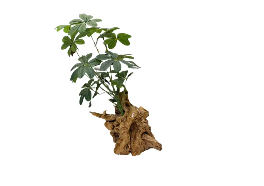 Root Form