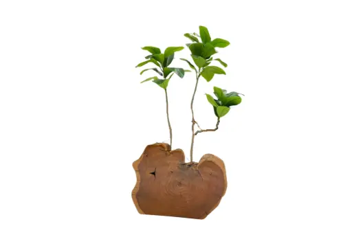Wilde Pot